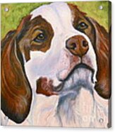 Spaniel Soul Acrylic Print