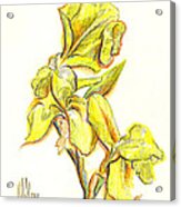 Spanish Irises Acrylic Print