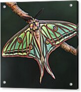 Spanish Moon Moth Male Switzerland Acrylic Print