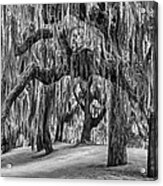 Spanish Moss In Black And White Acrylic Print