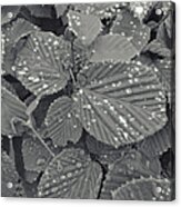Sparkling Leaves Acrylic Print