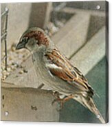 Sparrow 1 Acrylic Print