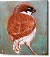 Sparrow Acrylic Print