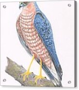 Sparrowhawk Acrylic Print