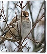 Sparrows In The Winter Acrylic Print