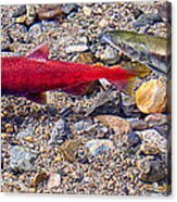 Spawning Pair Acrylic Print