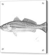 Speckled Trout - Scientific Acrylic Print