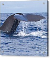 Sperm Whale Tail Acrylic Print