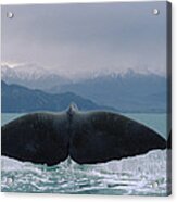 Sperm Whale Tail Acrylic Print