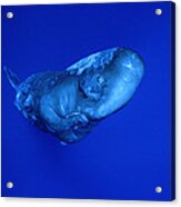 Sperm Whaledominica Acrylic Print