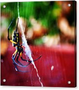 Spider And Web Acrylic Print