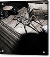 Spider B And W Acrylic Print