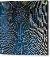 Spider's Net Acrylic Print