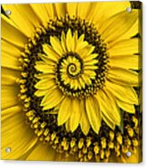 Spiral Sunflower Acrylic Print