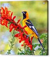 Spot Breasted Oriole And Flower. Acrylic Print