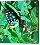 Spotted Butterfly 1 Acrylic Print