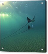 Spotted Eagle Rays During Sunset Acrylic Print