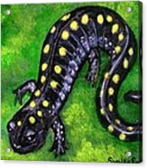 Spotted Salamander Acrylic Print