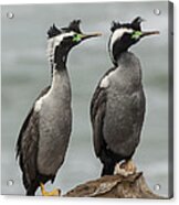 Spotted Shags At  Shag Point Otago New Acrylic Print