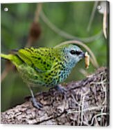 Spotted Tanager Acrylic Print