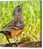Spotted Towhee Looking Up Acrylic Print