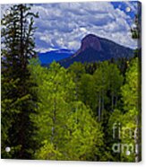 Spring Aspens Acrylic Print