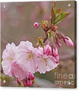Spring Blossoms Acrylic Print