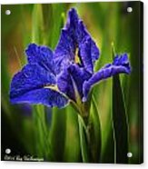 Spring Blue Iris Acrylic Print
