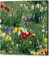 Spring Bulb Garden Acrylic Print