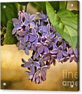 Spring Dreaming Acrylic Print