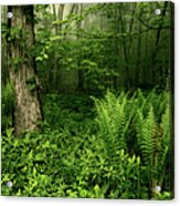 Spring Ferns Of The Blue Ridge 1 Acrylic Print