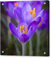 Spring Has Sprung Acrylic Print