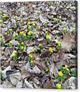 Spring Is Coming Acrylic Print