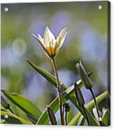 Spring Is Here Acrylic Print