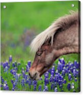 Spring Is In The Air... Acrylic Print