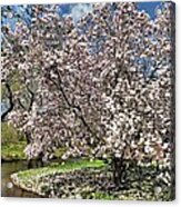 Spring Magnolia Acrylic Print