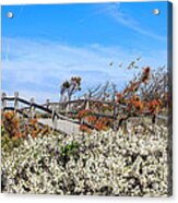 Spring On Cape Cod Acrylic Print