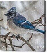 Spring Snow Bluejay Acrylic Print