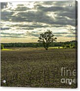 Spring Sun Shower Acrylic Print