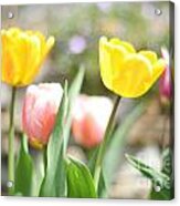 Spring Tulips Acrylic Print