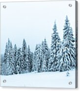 Spruce Tree Forest Covered By Snow In Winter Landscape Acrylic Print