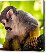 Squirrel Monkey Acrylic Print