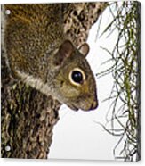Squirrel On The Tree Acrylic Print