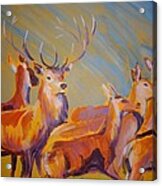 Stag And Deer Painting Acrylic Print