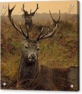 Williams Fine Art Stag Party The Series Acrylic Print