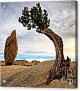 Standing Cedar Tree And Rock Acrylic Print
