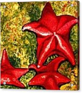 Starfish Acrylic Print
