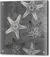 Starfishes X-ray Art Acrylic Print