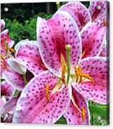 Stargazer  Lilies Acrylic Print