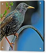 Starling Perched In Garden Acrylic Print